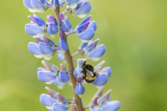 Ground bumblebee (Bombus spec.) on Large-leaved lupin (Lupinus polyphyllus), an invasive neophyte,