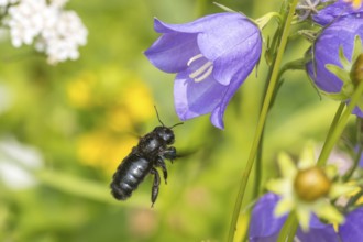 Blue-black wood bee (Xylocopa violacea) flies to Peach-leaved bellflower (Campanula persicifolia),
