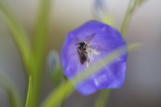 Toothed shining bee (Dufourea dentiventris), small wild bee sleeping in Peach-leaved bellflower