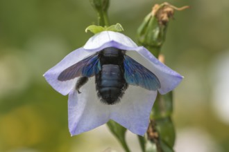 Blue-black wood bee (Xylocopa violacea) upside down in Peach-leaved bellflower (Campanula