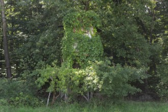 Wild Vine (Parthenocissus quinquefolia), also known as Virginia creeper, overgrows a raised hide at