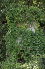 Wild Vine (Parthenocissus quinquefolia), also known as Virginia creeper, overgrows a raised hide at