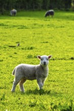 Sheep and farm in Lake District National Park, Coniston Water, Cumbria, England, United Kingdom