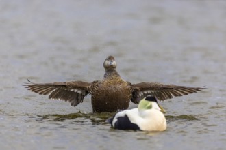 Eider duck (Somateria mollissima), hen grooming her feathers, duck birds (Anatidae), Aventdalen,
