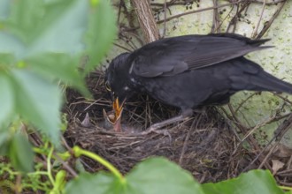 Male blackbird (Turdus merula) feeding its young, Bavaria, Germany