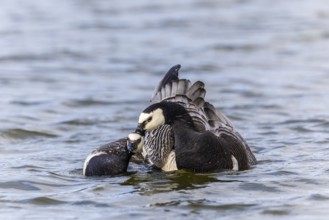 White-fronted Goose (Branta leucopsis), Geese (Anseriformes), Mating in the water, Aventdalen,