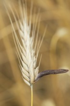Ergot mushroom Claviceps purpurea on a ripe ear of grain