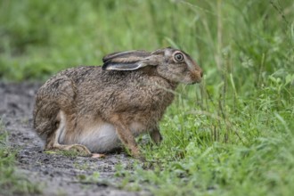 European hare (Lepus europaeus), Emsland, Lower Saxony, Germany