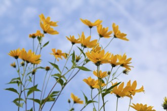 Jerusalem artichoke (Helianthus tuberosus), yellow blossom, flowers, plants, Oberuhldingen