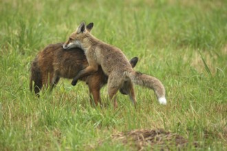 Red fox (Vulpes vulpes) male and weaned kitten, invitation to play on mown meadow in light rain,