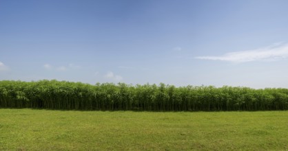 A peaceful landscape with grassy fields lined with dense jute trees under the open sky