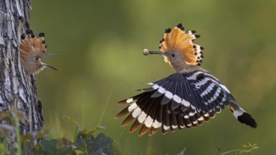 Hoopoe (Upupa epops) Bird of the Year 2022, male with food, prey, foraging, food for the young