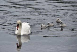 Mute swan (Cygnus olor) with offspring on the Kiel Canal, Kiel Canal, Schleswig-Holstein, Germany