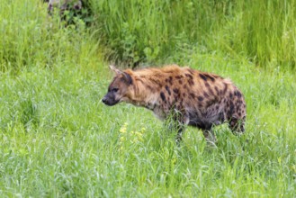 An adult female spotted hyena (Crocuta crocuta) runs across a green meadow. Southern part of Africa
