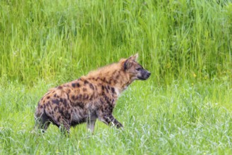 An adult female spotted hyena (Crocuta crocuta) stands in a green meadow. Southern part of Africa