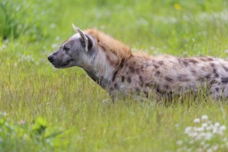 An adult male spotted hyena (Crocuta crocuta) lying in a green meadow, observing something.