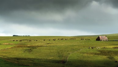 Auvergne Volcanoes Regional Natural Park. Cezallier. Herd of cows near a farmhouse (buron) under a