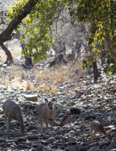 Axis deer or chitals (Axis axis) in the dry forest, Ranthambore National Park, Rajasthan, India
