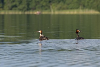 Great Crested Grebe (Podiceps ribbonfish) with juvenile, Leppinsee, Rechlin, Mecklenburg Lake