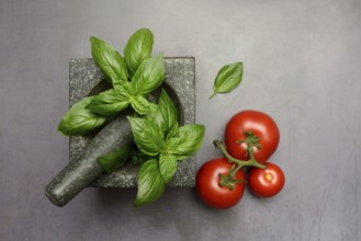 Basil in mortar and tomato, Ocimum basilicum, Solanum lycopersicum