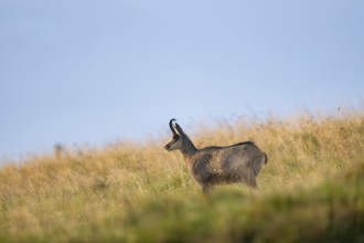 Chamois (Rupicapra rupicapra) on a meadow in the Vosges Mountains, wildlife, France