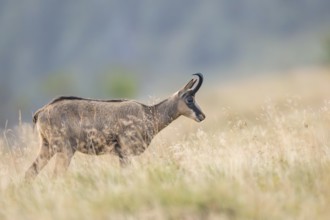 Chamois (Rupicapra rupicapra) on a meadow in the Vosges Mountains, wildlife, France
