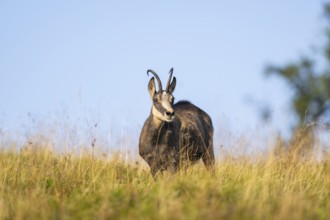 Chamois (Rupicapra rupicapra) on a meadow in the Vosges Mountains, wildlife, France