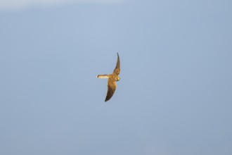 Common kestrel (Falco tinnunculus) flying in the Vosges Mountains, wildlife, France