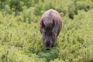 A wild boar (Sus scrofa) runs across a field of wild chamomile (Matricaria chamomilla). Bavaria,
