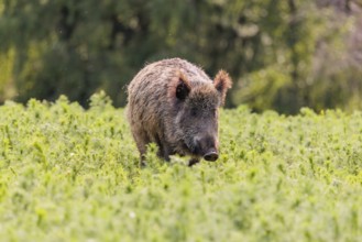 A wild boar (Sus scrofa) stands in a field of wild chamomile (Matricaria chamomilla). Bavaria,
