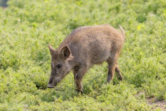 A wild boar (Sus scrofa) runs across a field of wild chamomile (Matricaria chamomilla). Bavaria,