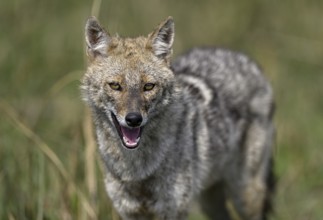 Indian jackal (Canis aureus indicus), Corbett National Park, near Ramnagar, Uttarakhand State,