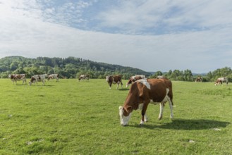 Brown and white cows are grazing calmly on a lush green pasture under a clear blue sky. The