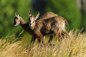 Two young chamois standing on a sunny meadow in front of a green background, chamois, chamois,