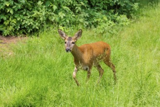 A female roe deer (Capreolus capreolus) crosses a green meadow. Bavaria, Germany