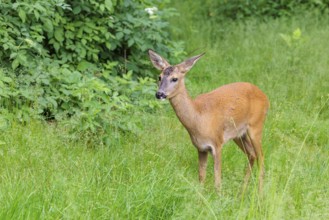 A female roe deer (Capreolus capreolus) stands in a green meadow. Bavaria, Germany