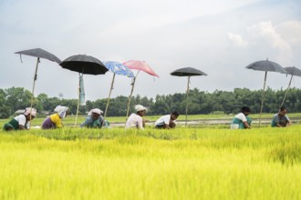BAKSA, INDIA- JULY 12: Tribal women prepare rice saplings under temporary umbrellas on a hot summer