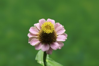 Zinnia (Zinnia elegans), flower, flowering, Germany