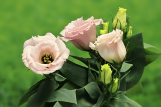 Prairie gentian, Lisianthius, Eustoma, flowering, Germany