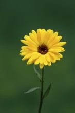 Marigold (Calendula officinalis), flower, flowering, medicinal plant, Ellerstadt, Germany