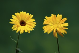 Marigold (Calendula officinalis), flower, flowering, medicinal plant, Ellerstadt, Germany