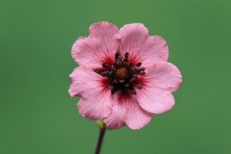 Dark crimson cinquefoil (Potentilla atrosanguinea), flowering, Germany
