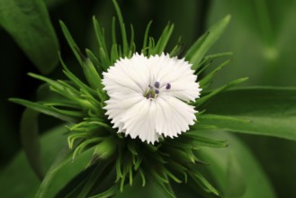 Bearded carnation (Dianthus barbatus), flowering, Germany