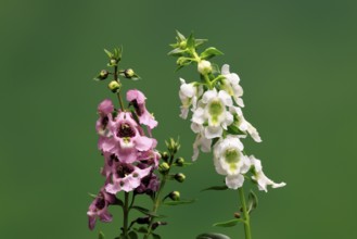Angelonia (Angelonia angustifolia), flowering, Germany