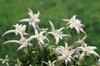 Alpine edelweiss (Leontopodium alpinum), Leontopodium nivale subsp. alpinum), flowering, Germany