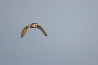 Barn owl (Tyto alba) adult bird flying, England, United Kingdom