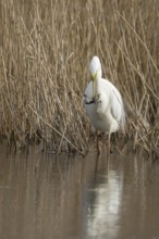 Great white egret (Ardea alba) adult bird in water on the edge of a reedbed with a frog for food in