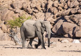 African elephant (Loxodonta africana), desert elephant, near the Hoanib River, Damaraland, Kunene