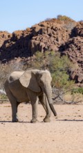 African elephant (Loxodonta africana), desert elephant, near the Ugab River, Damaraland, Kunene