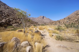 Tsisab Gorge, White Lady Trail, desert landscape with mountains, Brandberg, Erongo, Damaraland,